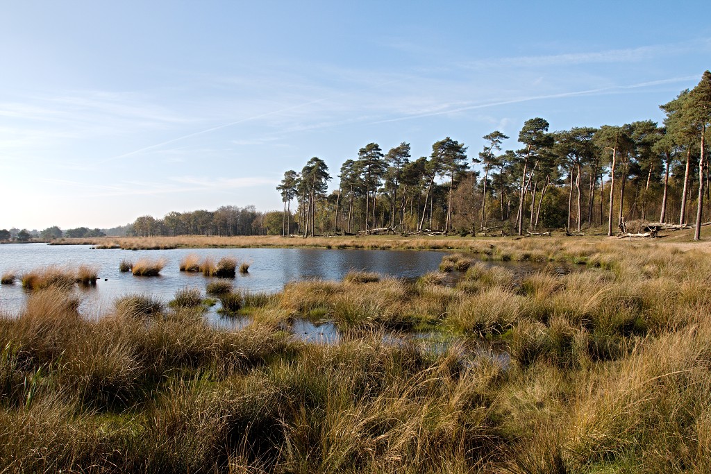 Oisterwijkse Bossen en Vennen Kampina natuurgebied natuur hdr oisterwijk Nationaal park Landschap Het Groene Woud hei heide bossen natuurmonumenten brabant